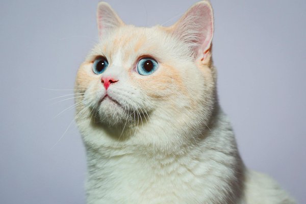 Prévenir les boules de poils chez le chat : conseils pratiques