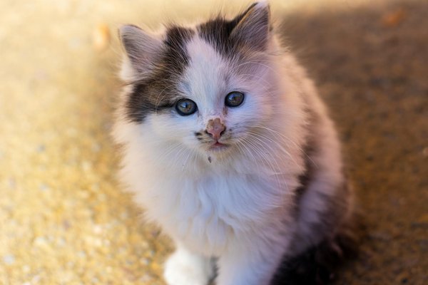 Trouver le chat idéal : quelles caractéristiques prendre en compte