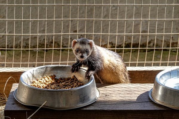 Comment intégrer une routine d'exercice quotidien pour un furet domestique?