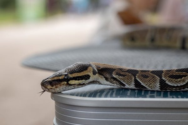 Quelle est la fréquence optimale de changement du substrat dans un vivarium pour serpents?